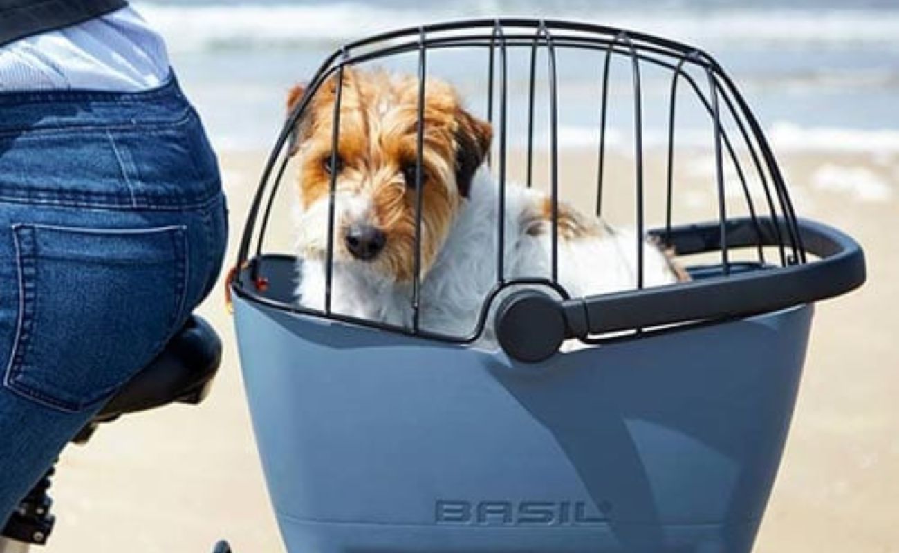 Dog in a bicycle basket on a beach | Electric Bikes Brisbane