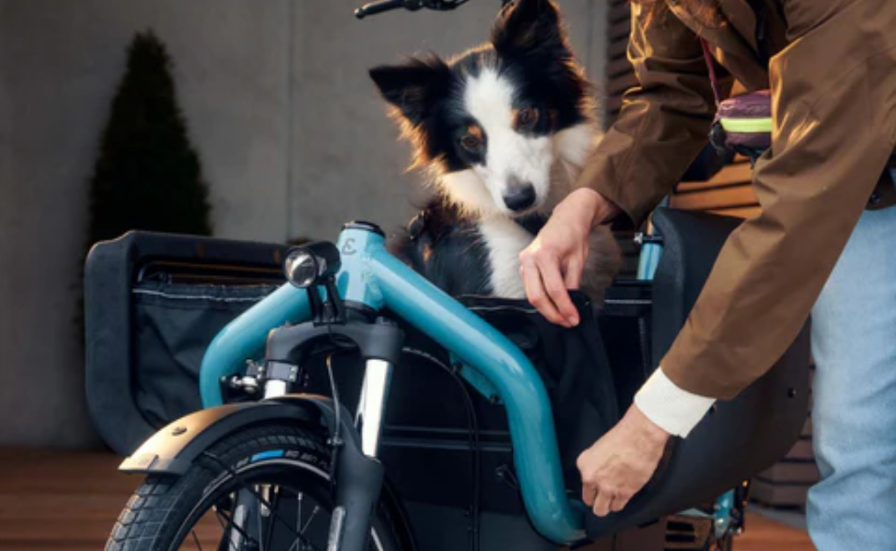 Dog in a bicycle basket with a person adjusting it, indoors. | Electric Bikes Brisbane