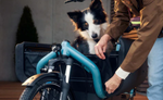 Dog in a bicycle basket with a person adjusting it, indoors. | Electric Bikes Brisbane